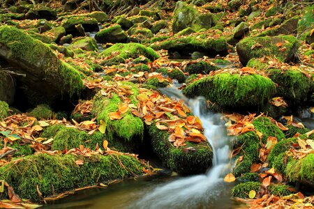 Autumn branch climate photo