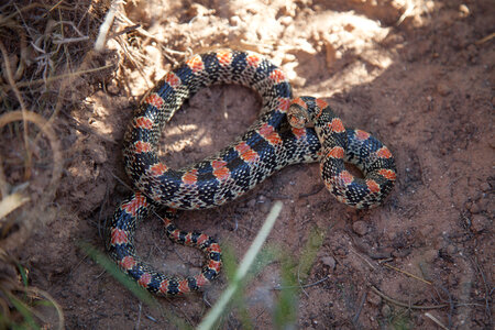 Long-nosed Snake