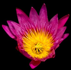 Bloom purple yellow isolated