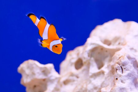 Clown fish marine photo