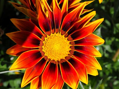 Flower yellow red