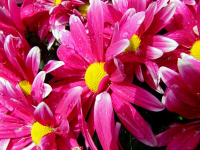 Bloom marguerite nature photo