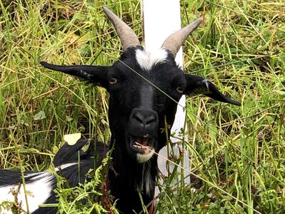 Curious goat green grass photo