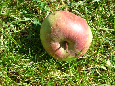 Apple fresh health