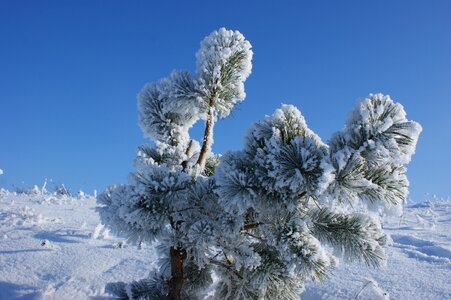 Season frost ice photo