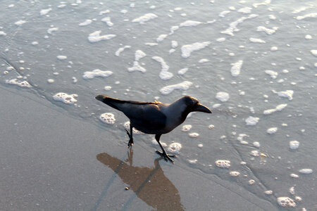 Black Crow Sea Wave photo