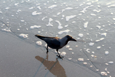 Black Crow Sea Wave