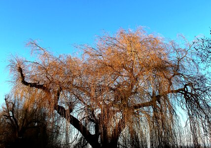 Gold shining sky