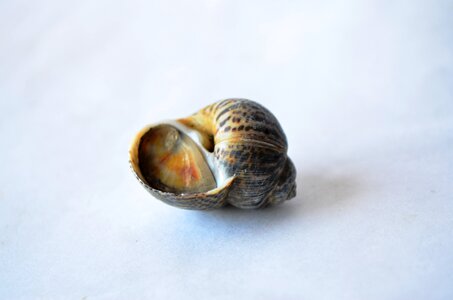 Sea Shell Snail photo