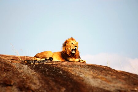 Africa animal carnivore photo