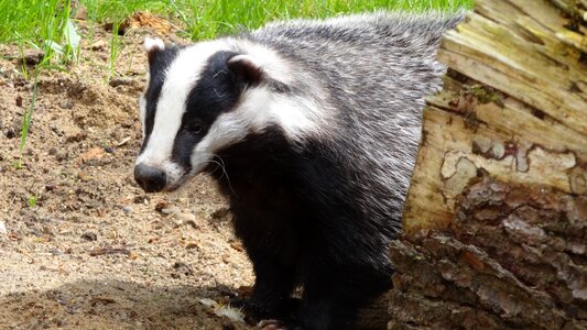 Animal forest mammal