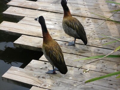 Deck wood duck