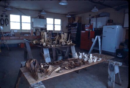 Bones warehouse whale photo