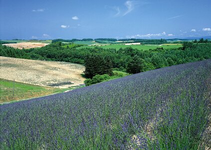 Green meadow under blue sky with clouds photo