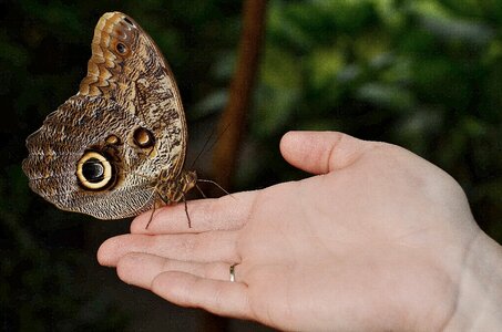 Limb ramus butterfly