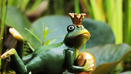 Amphibian animal beautiful photo