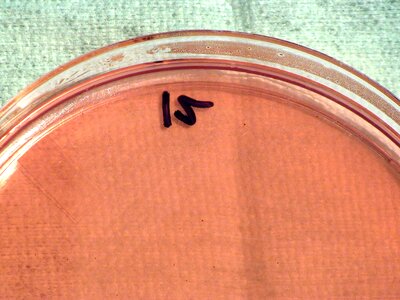Bacteria gram means
