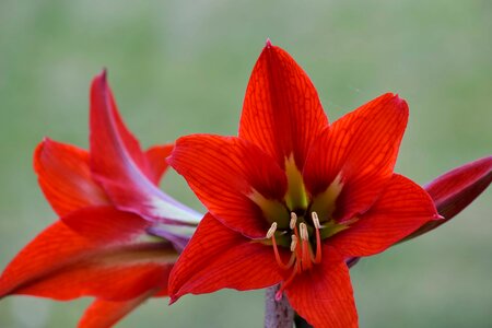 Amaryllis close-up petals