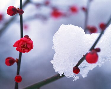 Snow hambaknun camellia flower photo