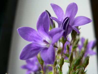 Close close-up flowers photo