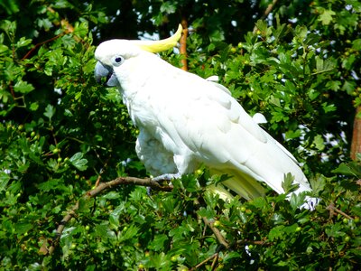 Bird animal white