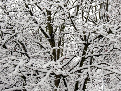 Snowy wintry winter magic photo