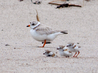 Piping plover with chicks photo