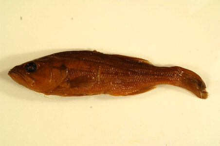 Micropterus salmoides-1
