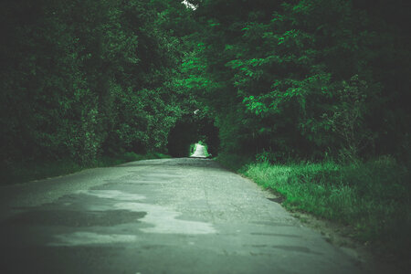Green Tunnel of Trees - Road to Nowhere photo