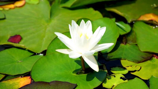 Aquatic beautiful beautiful flowers