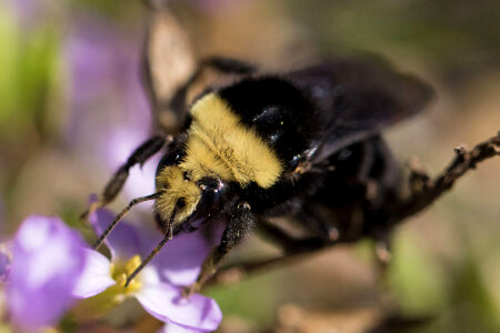 Yellow-faced bumble bee