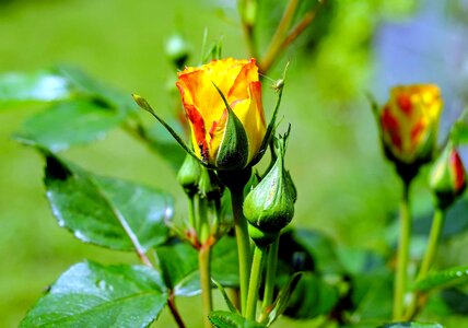 Beautiful Flowers beautiful photo blooming
