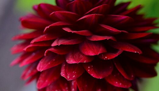Nature garden macro