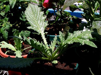 Artichoke  