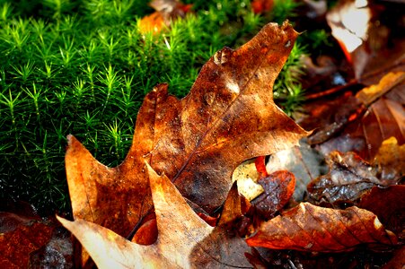 Leaf autumn moss photo