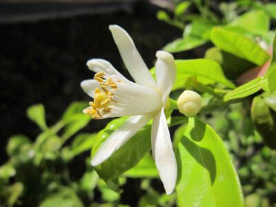 Beautiful beautiful flowers bloom photo