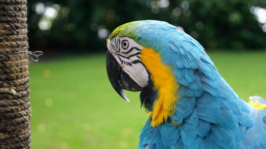 Colorful animal tropical photo