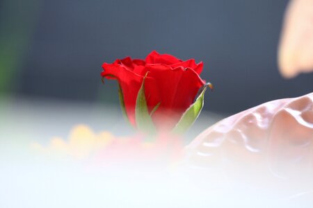 Floral love romantic