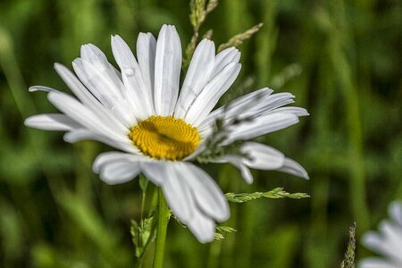 Beautiful Flowers biology bloom photo