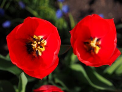 Spring close up colorful photo