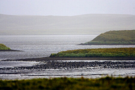Flock of waterfowl at Izembek National Wildlife Refuge