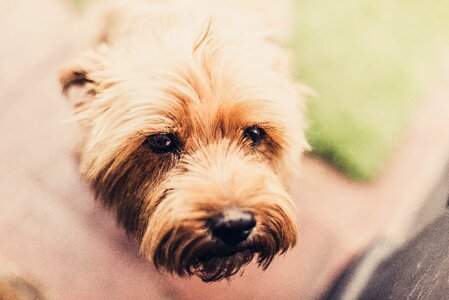 Pet animal cute