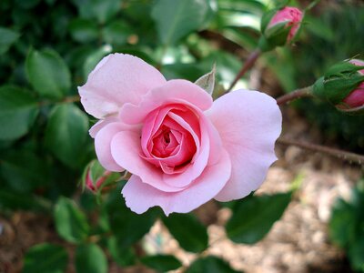 Pink garden blooming