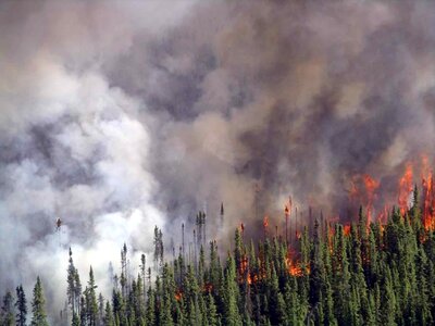 Fire forest red spruce photo