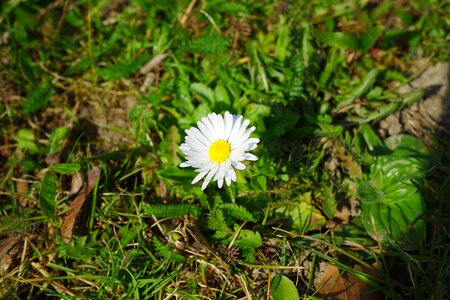 Bloom white bellis philosophy