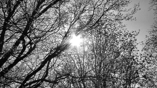 Nature sun black and white photo