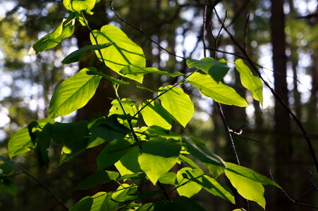 fresh new green leaves glowing in sunlight