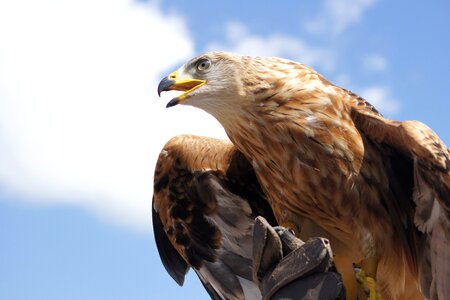 Beak beautiful photo bird