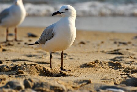 Grazing birds white brown photo