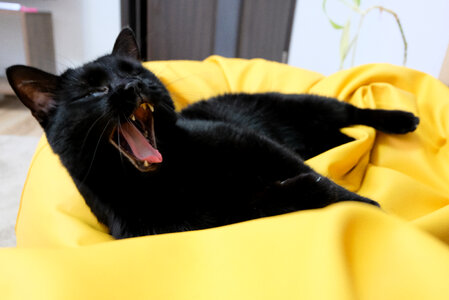 Black Cat Yawning photo